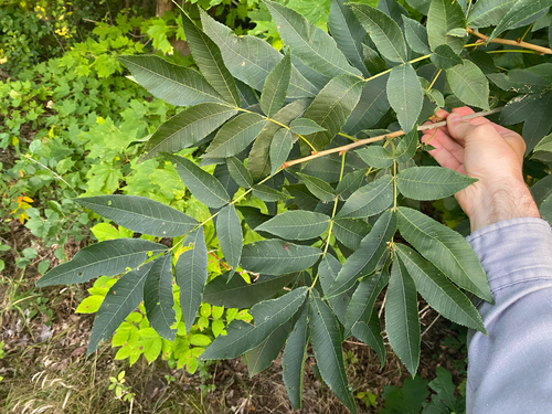 bitternut hickory