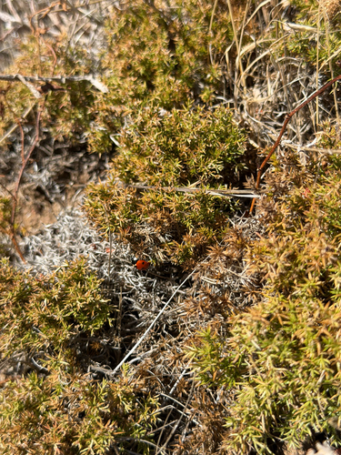 Galium andrewsii, photograph 2