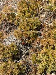(c) klicklo, some rights reserved (CC BY) Galium andrewsii, photograph (c) klicklo, some rights reserved (CC BY)