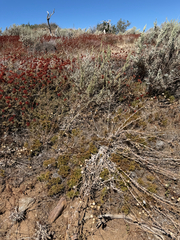 (c) klicklo, some rights reserved (CC BY) Galium andrewsii, photograph (c) klicklo, some rights reserved (CC BY)