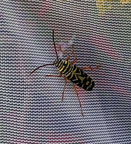 Locust Borer