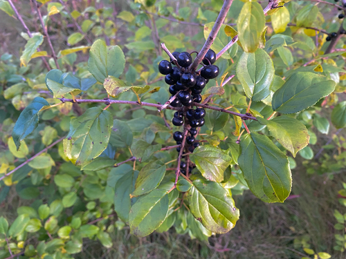 common buckthorn