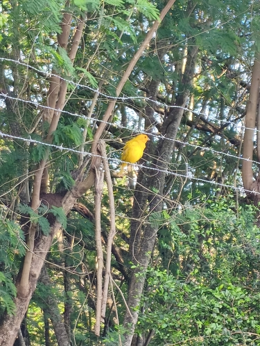 Saffron Finch
