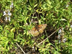 Chlosyne gabbii