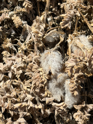 Astragalus purshii observed 2026-09-16