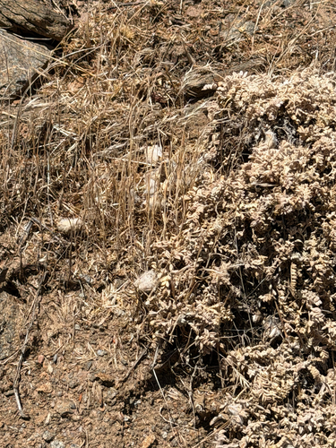 Astragalus purshii, photograph 2