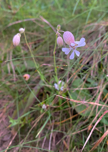 bladder campion