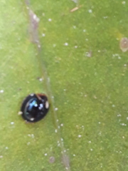 Chilocorus nigritus