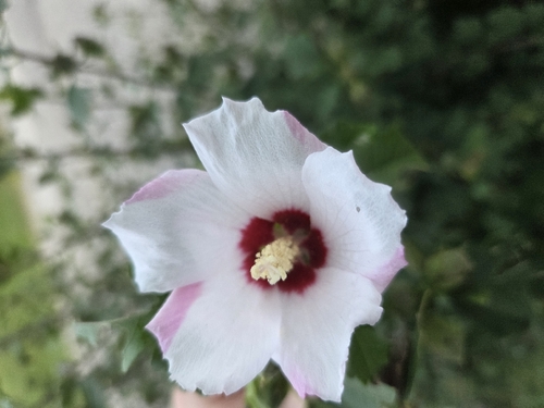 common hibiscus