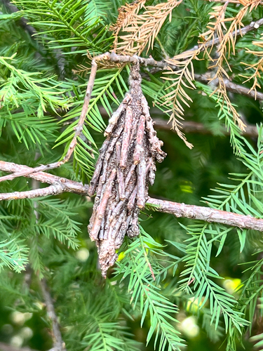 Evergreen Bagworm Moth