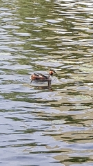 Podiceps cristatus