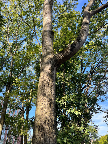 common hackberry