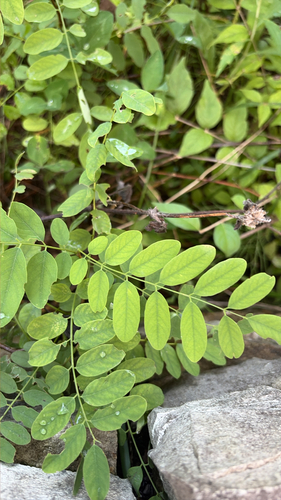 black locust