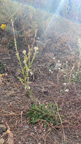 hoary alyssum