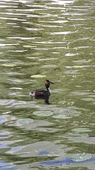 Podiceps cristatus