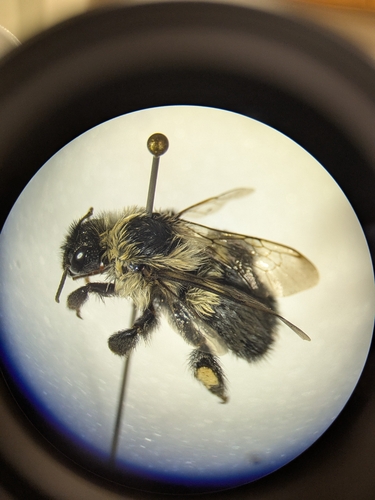 Common Eastern Bumble Bee