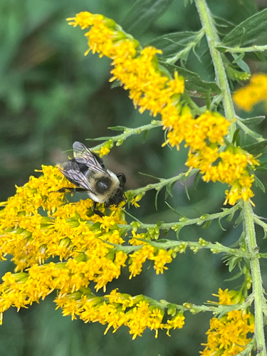 Common Eastern Bumble Bee