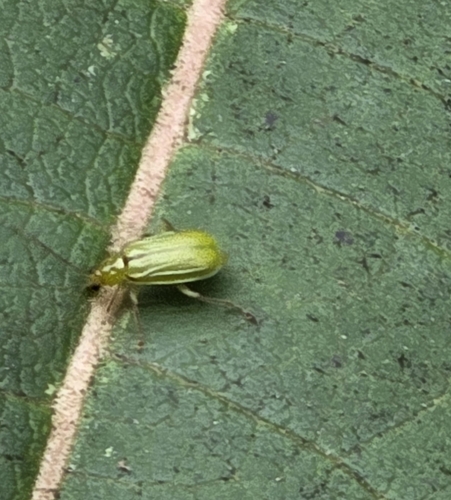 northern corn rootworm