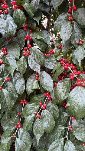 Amur honeysuckle