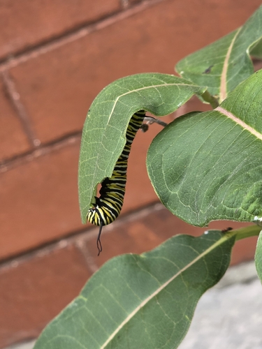 Monarch