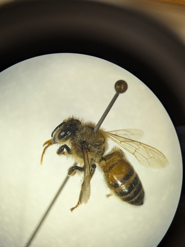 Western Honey Bee