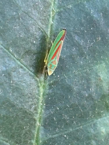 Rhododendron Leafhopper