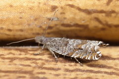 Ancylis unguicella