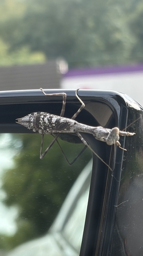 Carolina Mantis