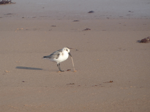 Sanderling