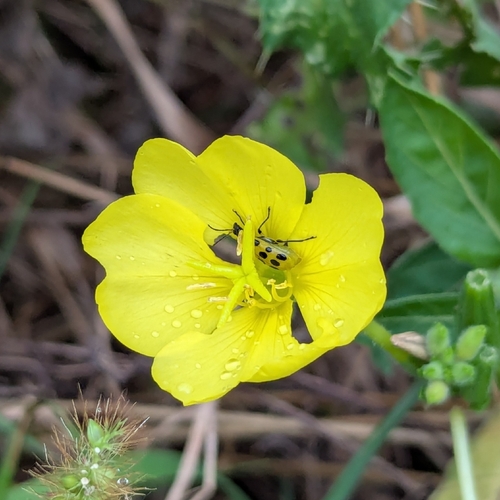 Spotted Cucumber Beetle