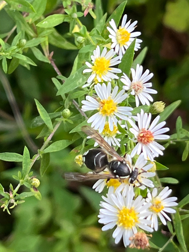 Bald-faced Hornet