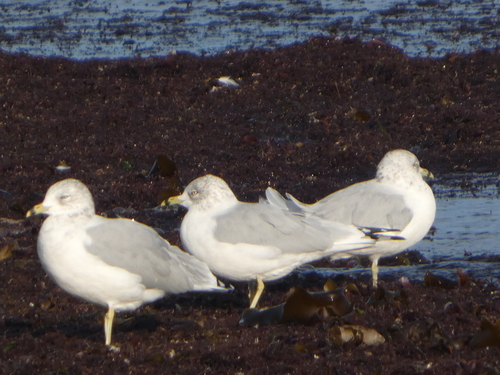 Ring-billed Gull