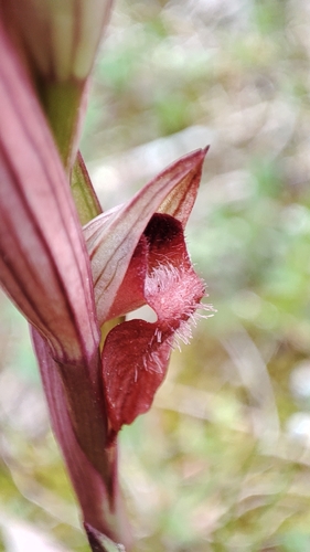 Serapias bergonii, photograph 4