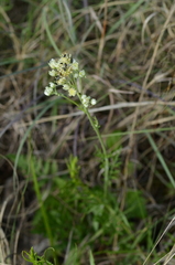 Hymenopappus