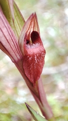 author not stated, no rights reserved Serapias bergonii, photograph author not stated, no rights reserved