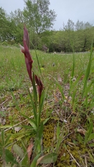 Serapias bergonii, photograph author not stated, no rights reserved