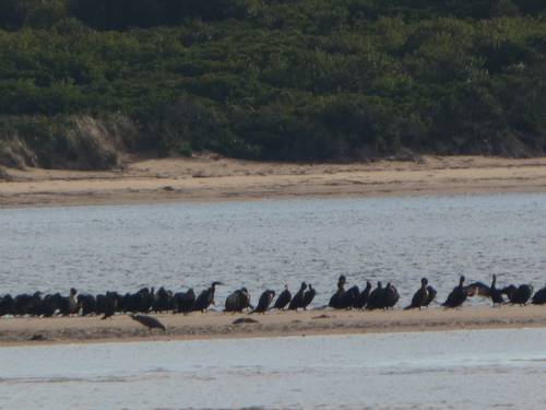 Double-crested Cormorant