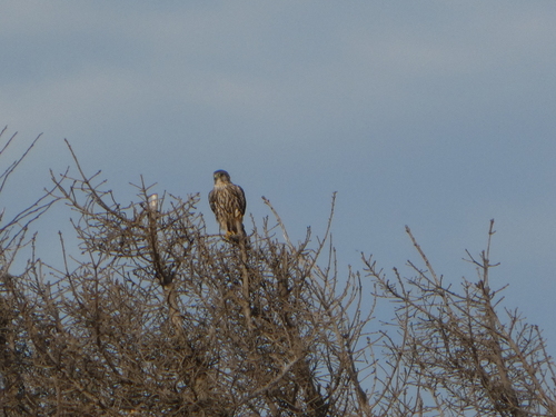 Merlin