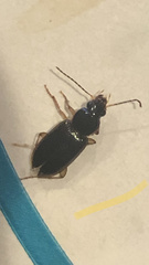 Stenolophus ochropezus