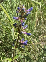 Penstemon attenuatus