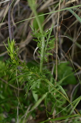 Hymenopappus