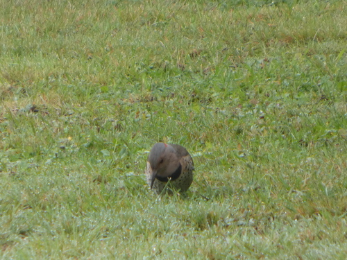 Northern Flicker