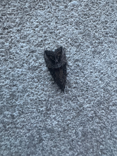 Green Cloverworm Moth