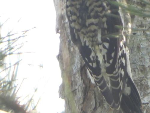 Yellow-bellied Sapsucker