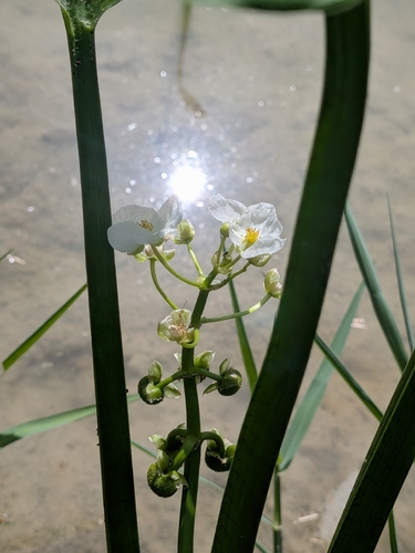 Sagittaria platyphylla, photograph 1