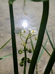 author not stated, no rights reserved Sagittaria platyphylla, photograph author not stated, no rights reserved