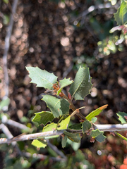 Quercus wislizeni, photograph (c) klicklo, some rights reserved (CC BY)