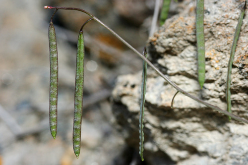Glenwood Springs Rockcress (Boechera oxylobula)