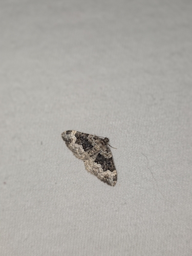 Galium Carpet