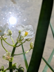 author not stated, no rights reserved Sagittaria platyphylla, photograph author not stated, no rights reserved
